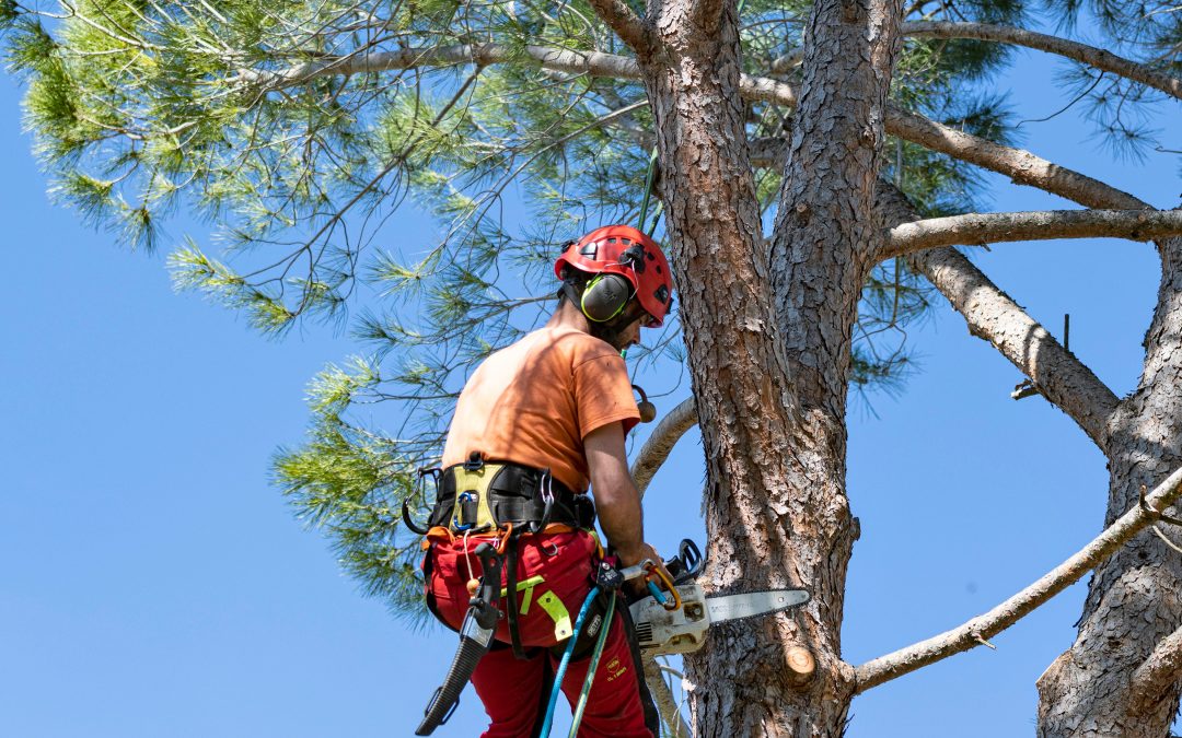 Potature in tree Climbing